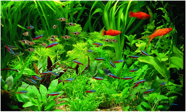 aquarium plants