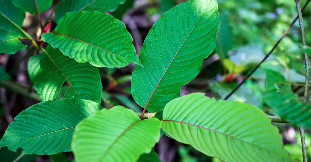 Red Maeng Da Kratom